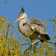 Grey Heron