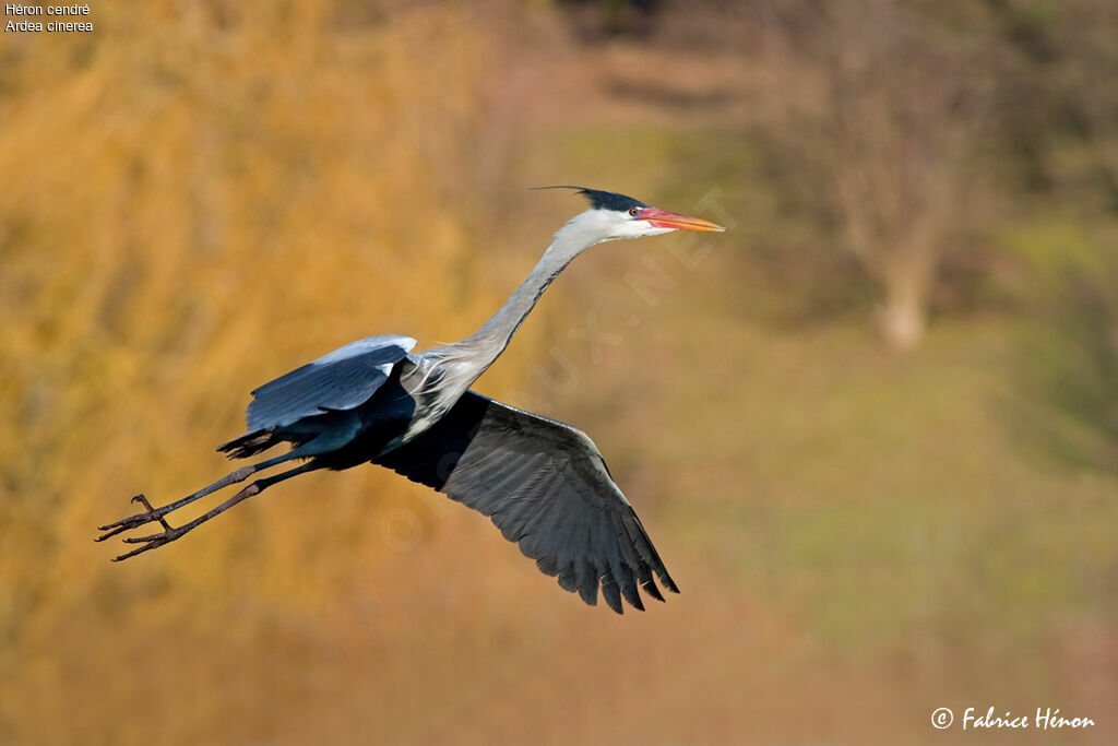 Grey Heron male adult, Flight