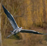 Grey Heron