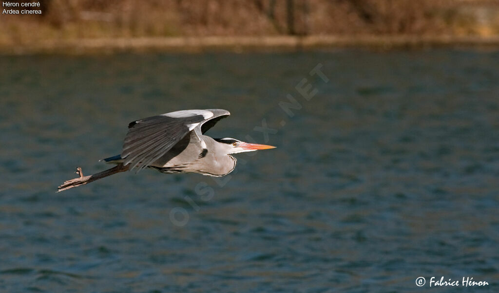 Grey Heron male adult, Flight