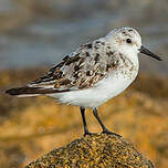 Bécasseau sanderling