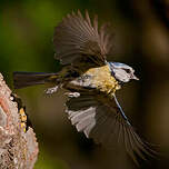 Mésange bleue