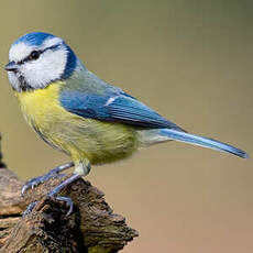 Mésange bleue