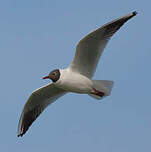 Mouette rieuse