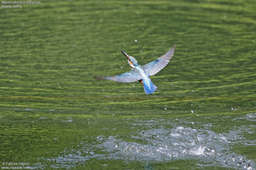 Common Kingfisher