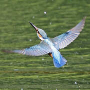 Common Kingfisher