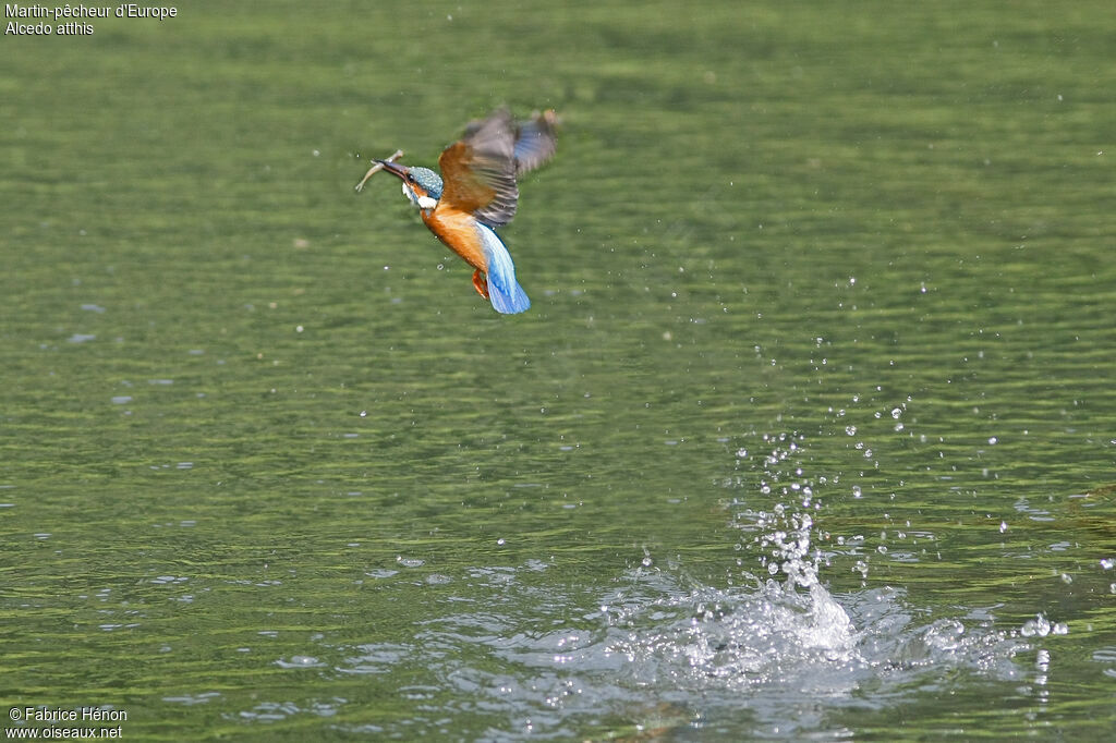 Common Kingfisher