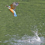 Common Kingfisher