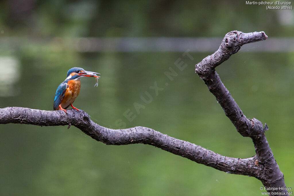 Common Kingfisher female adult, Behaviour