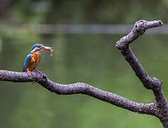 Common Kingfisher