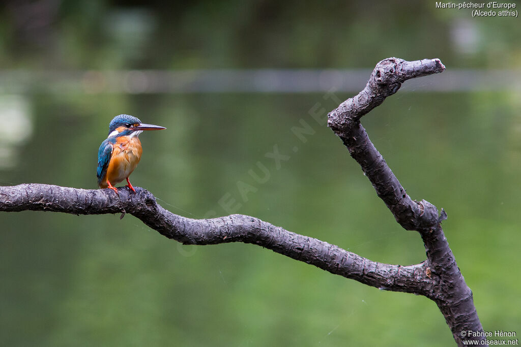 Common Kingfisher female adult, Behaviour