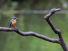 Common Kingfisher