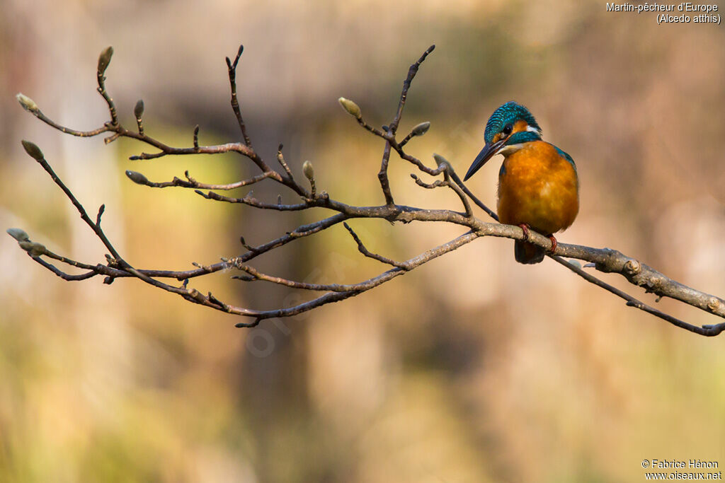 Common Kingfisher male adult, identification