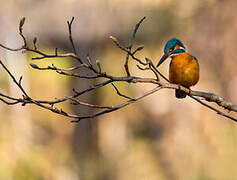 Common Kingfisher