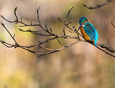 Common Kingfisher