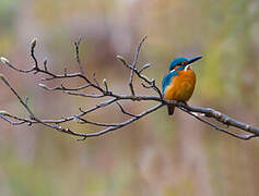 Common Kingfisher