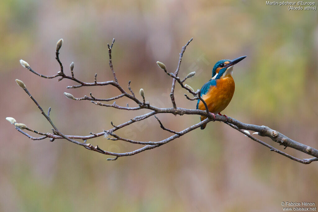 Common Kingfisher male adult, identification