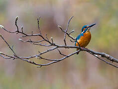 Common Kingfisher