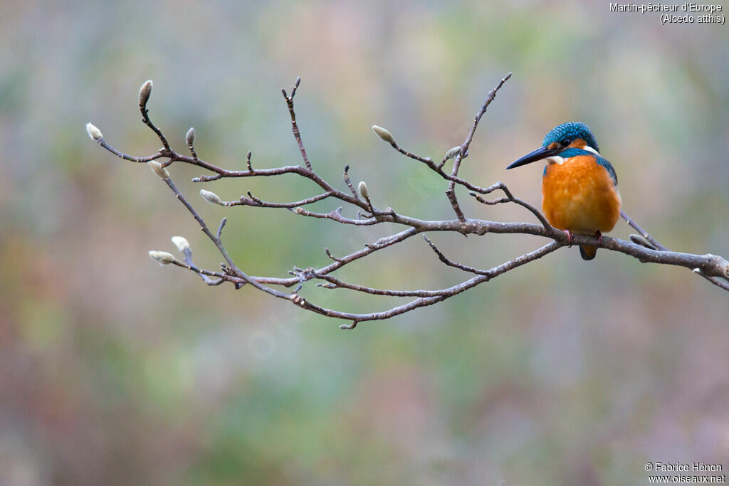 Common Kingfisher male adult, identification