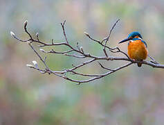 Common Kingfisher