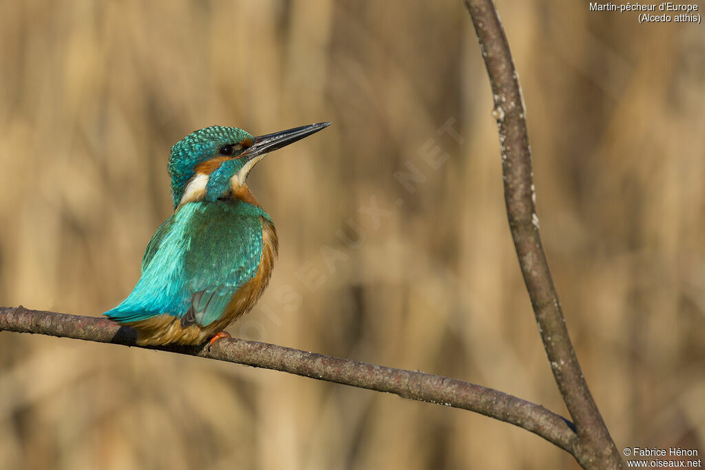 Common Kingfisher male adult, close-up portrait