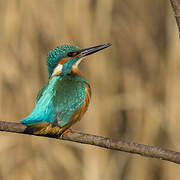 Common Kingfisher