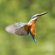 Common Kingfisher