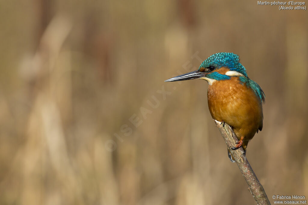 Common Kingfisher male adult, close-up portrait