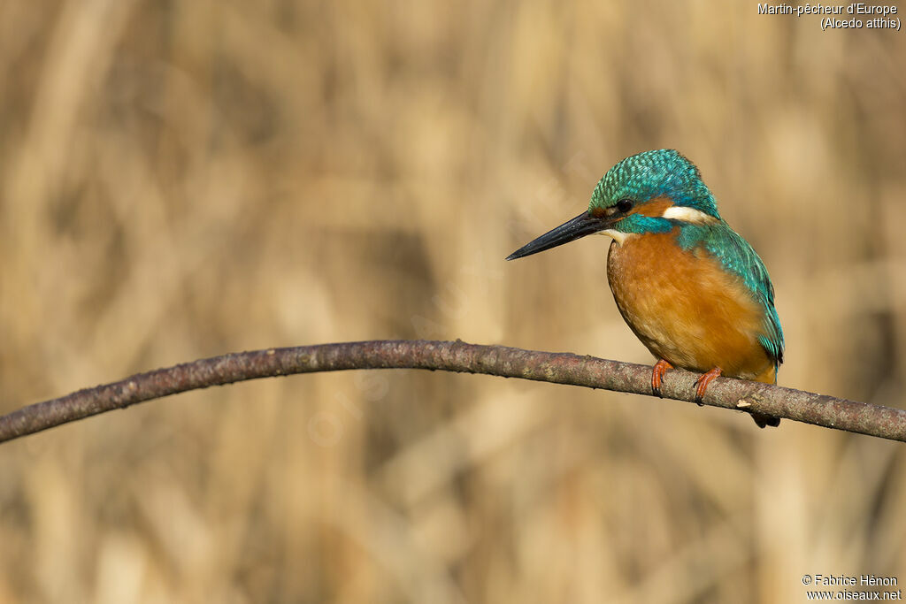 Martin-pêcheur d'Europe mâle adulte, portrait