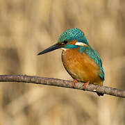 Common Kingfisher