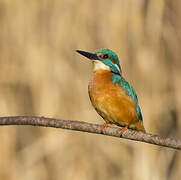 Common Kingfisher