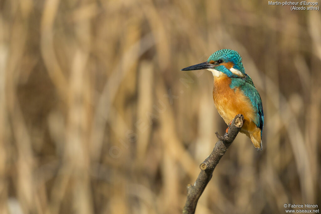 Common Kingfisher male adult, close-up portrait