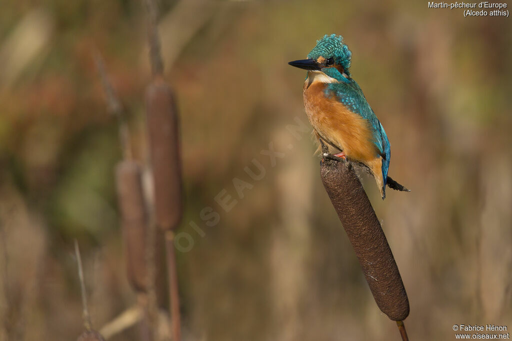 Common Kingfisher male adult, close-up portrait