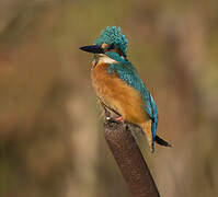 Common Kingfisher