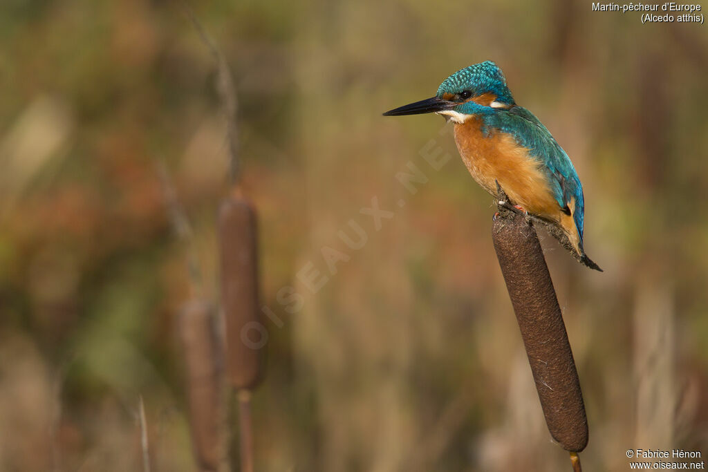 Common Kingfisher male adult, close-up portrait