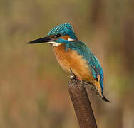 Common Kingfisher