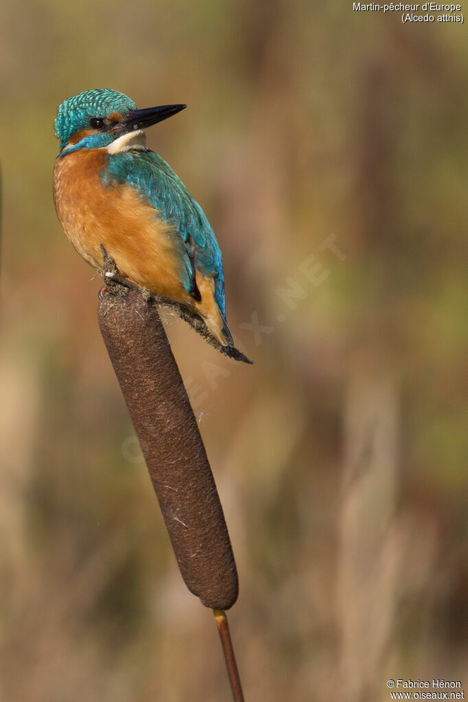 Martin-pêcheur d'Europeadulte, portrait