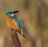 Common Kingfisher