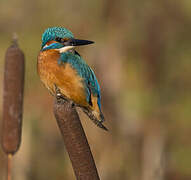 Common Kingfisher