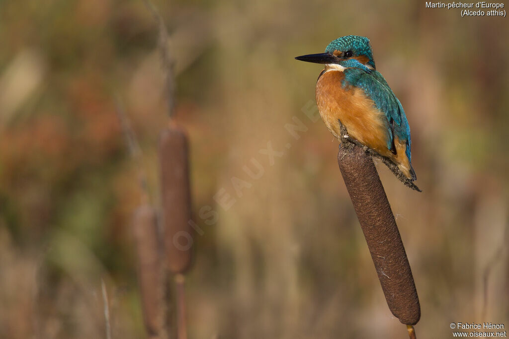 Common Kingfisher male adult, close-up portrait