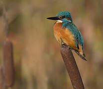 Common Kingfisher