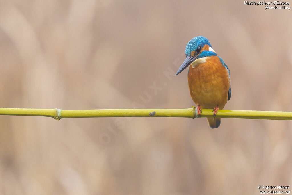 Common Kingfisher male adult, close-up portrait