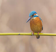 Common Kingfisher