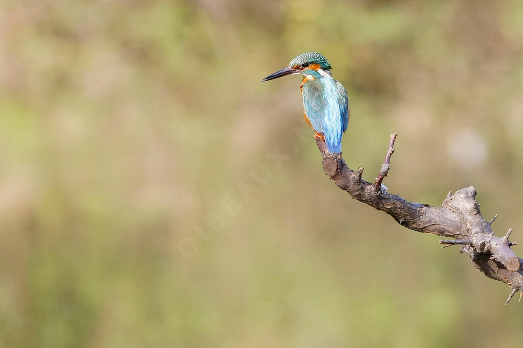 Common Kingfisher