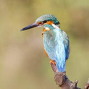 Common Kingfisher