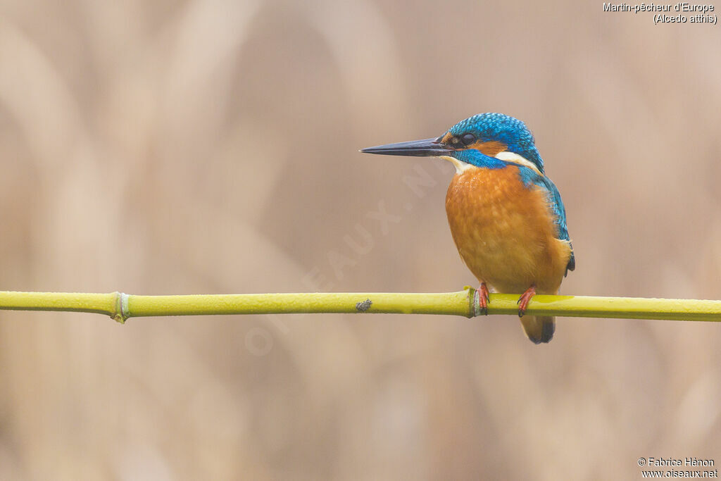 Common Kingfisher male adult, close-up portrait