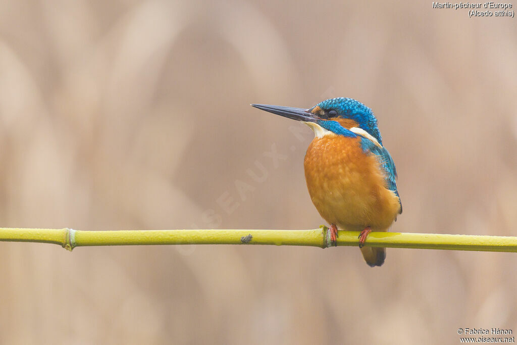 Common Kingfisher male adult, close-up portrait