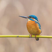 Common Kingfisher