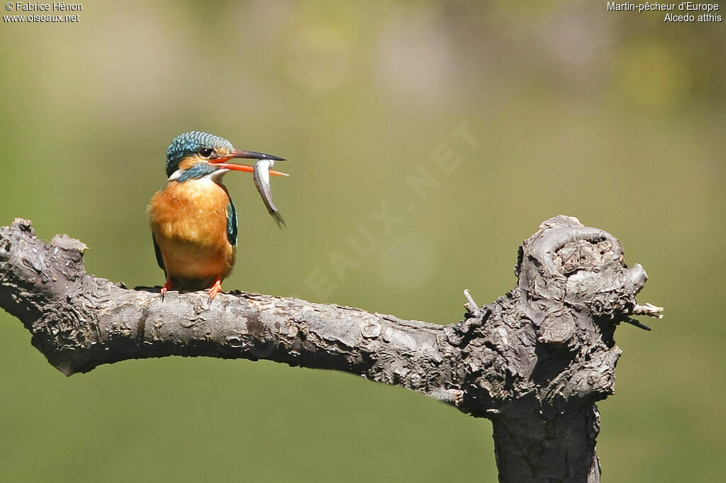 Common Kingfisher female adult