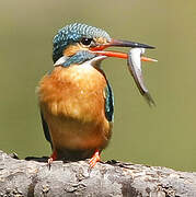 Common Kingfisher